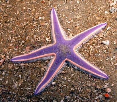 Image of Astropecten articulatus (Say 1825)