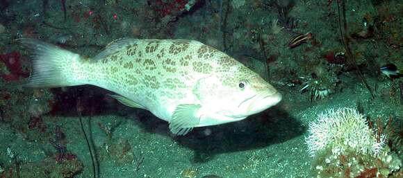 Image of Scamp Grouper