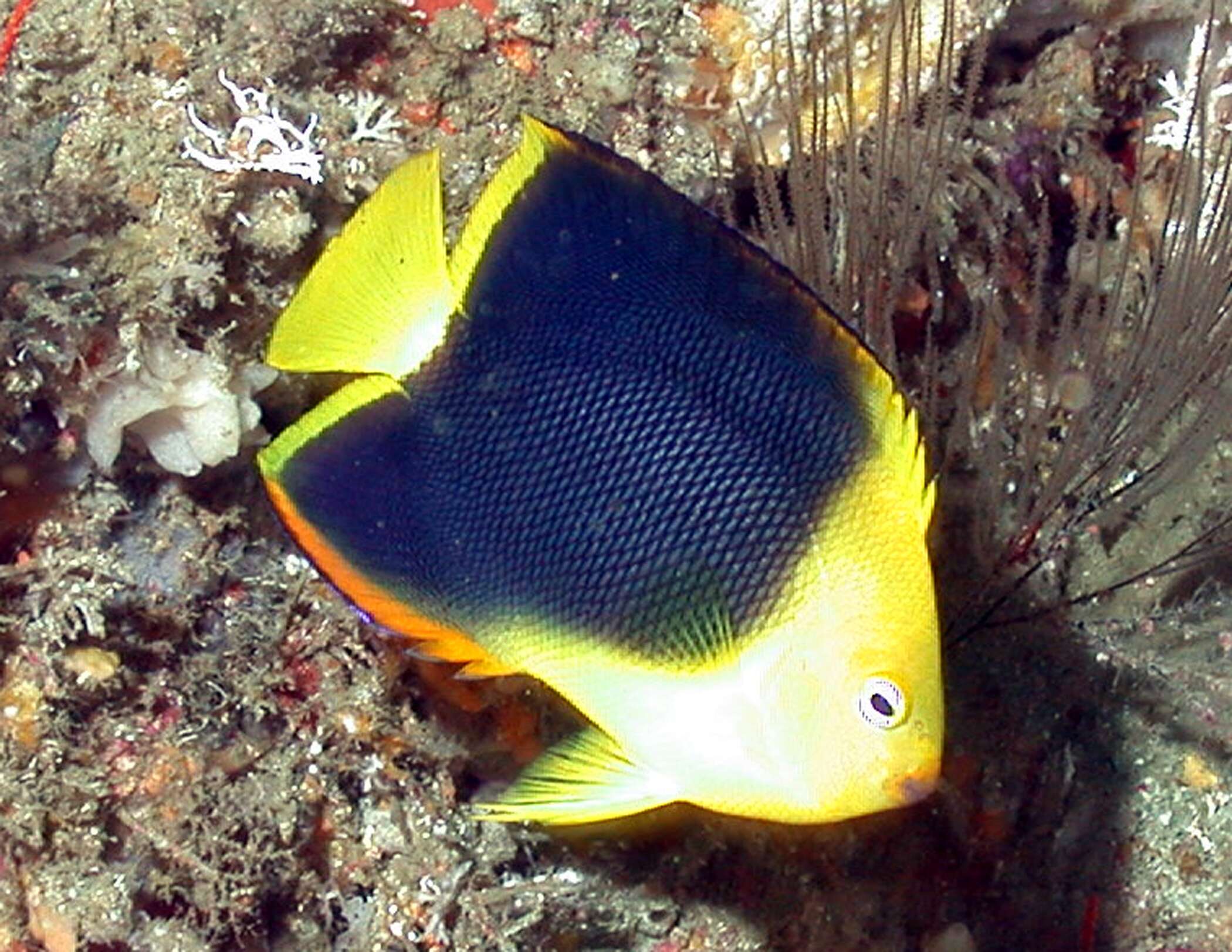 Image of Angelfish