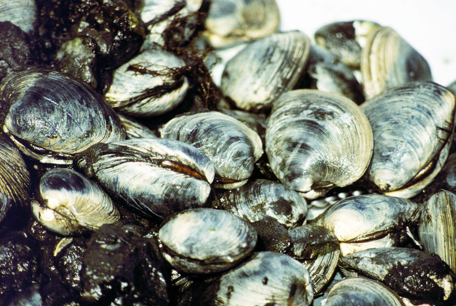 Image of quahog