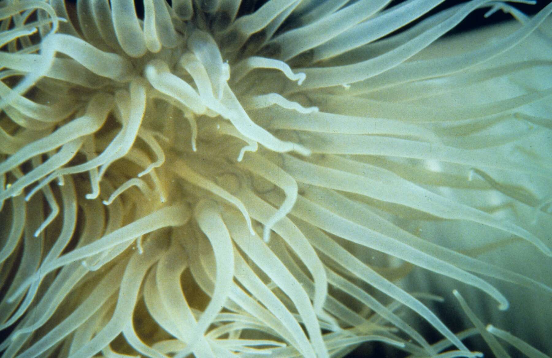 Image of brown sea anemone