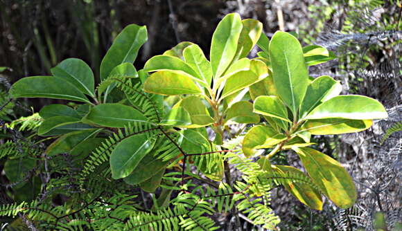 Image of Coprosma lucida J. R. Forst. & G. Forst.