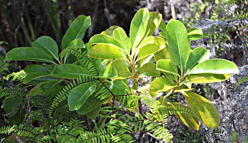 Imagem de Coprosma lucida J. R. Forst. & G. Forst.