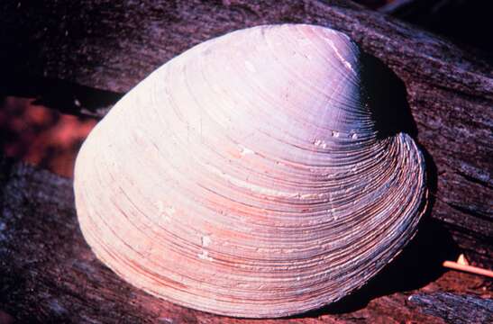 Image of quahog