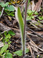 Imagem de Caladenia cretacea (D. L. Jones) G. N. Backh.