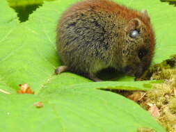 Image of Northern Red-backed Vole