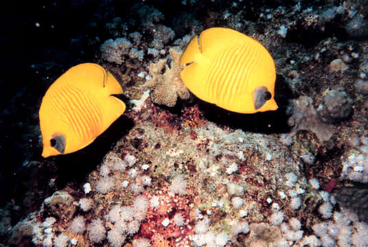 Image of Addis Butterflyfish