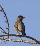 Imagem de Turdus falcklandii magellanicus King & PP 1831