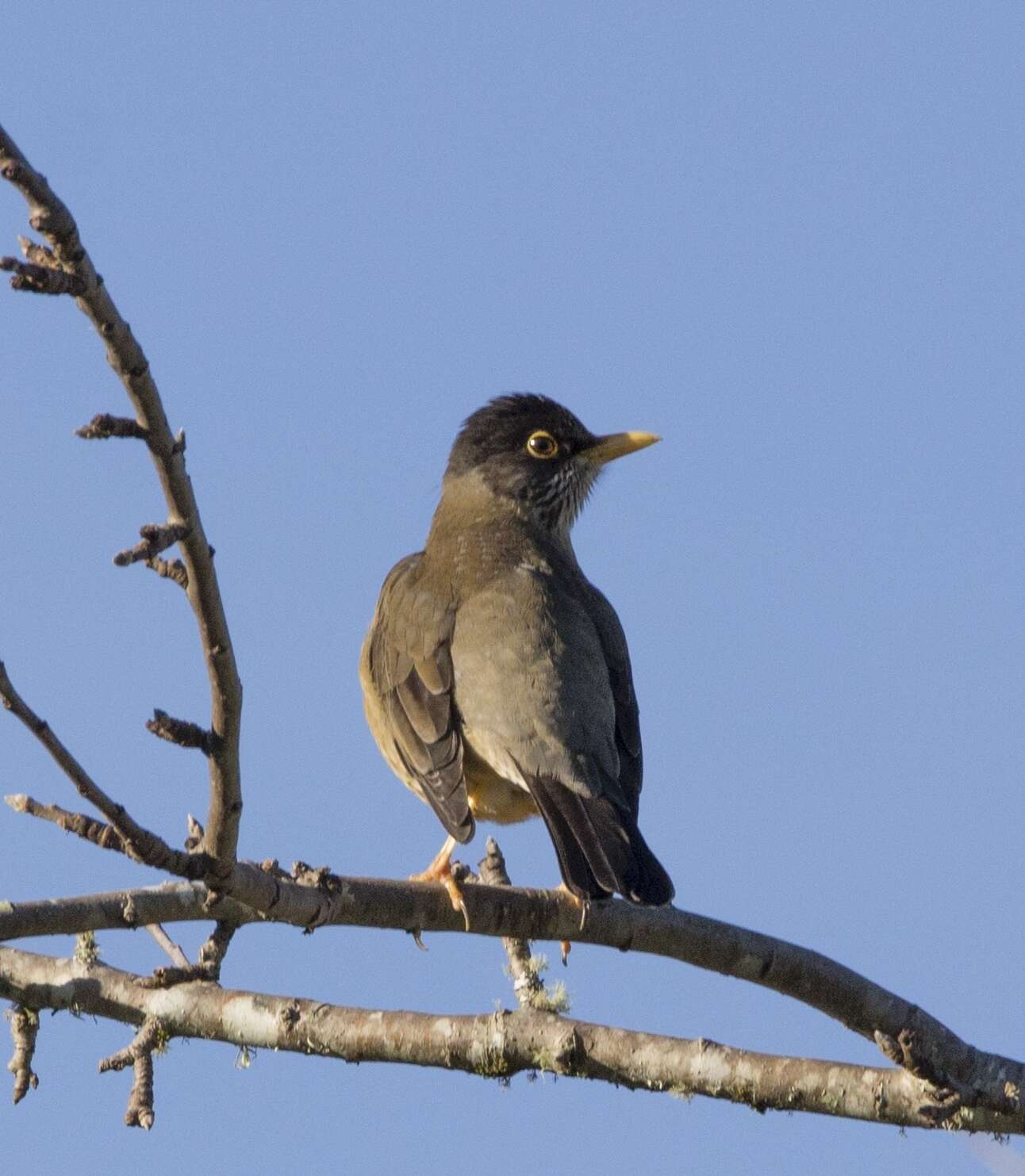 Imagem de Turdus falcklandii magellanicus King & PP 1831