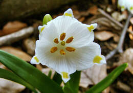 Image of Spring Snowflake