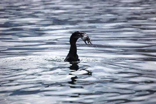 Image of Flightless Cormorant