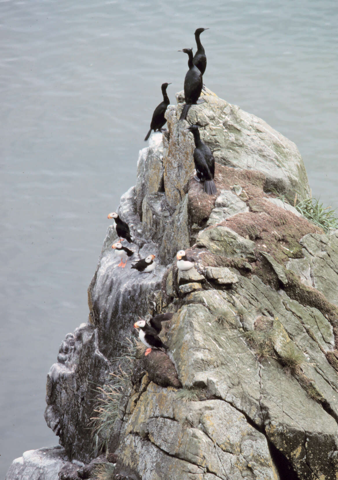 Image of Phalacrocorax Brisson 1760