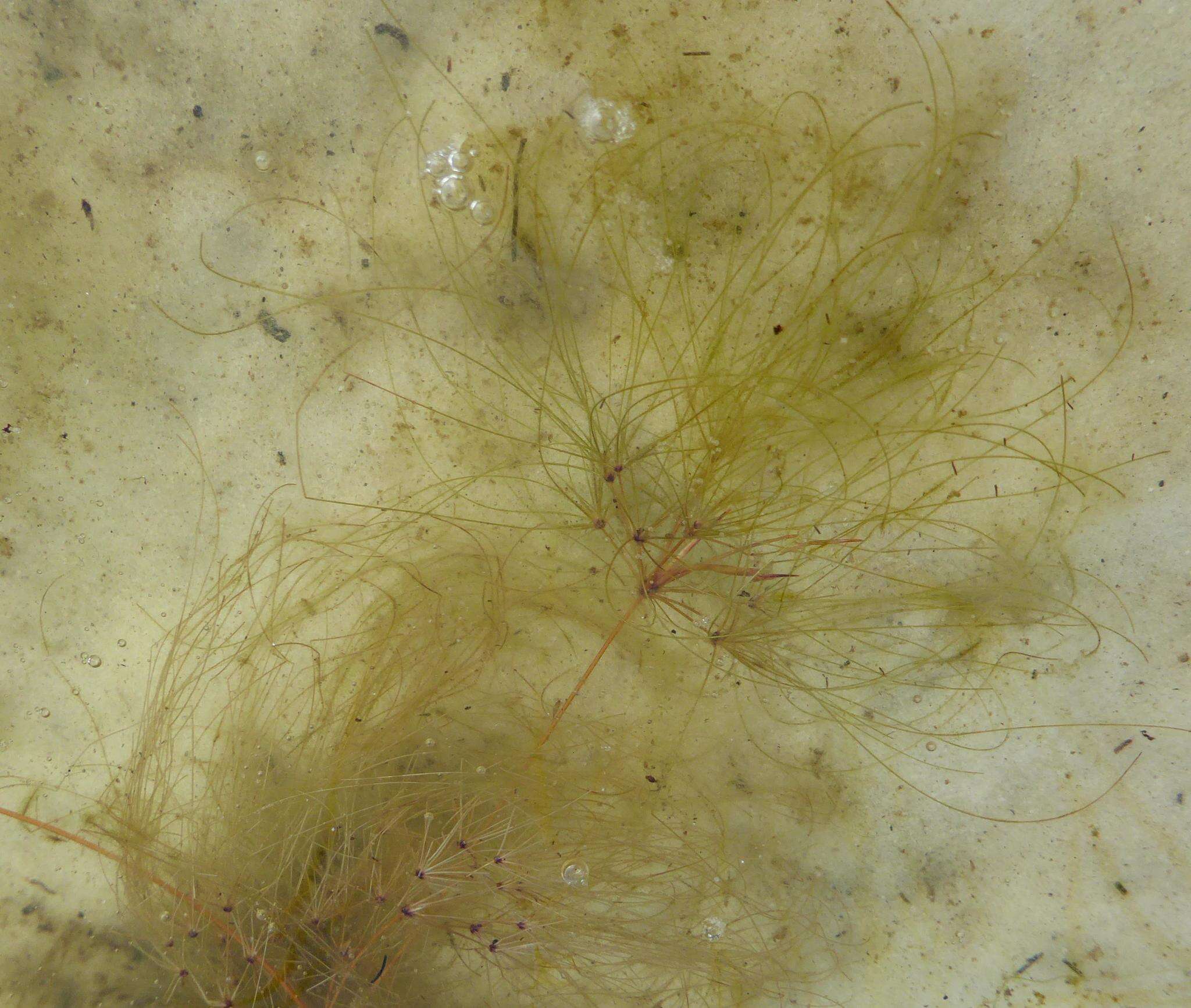 Image of Algal-Bulrush