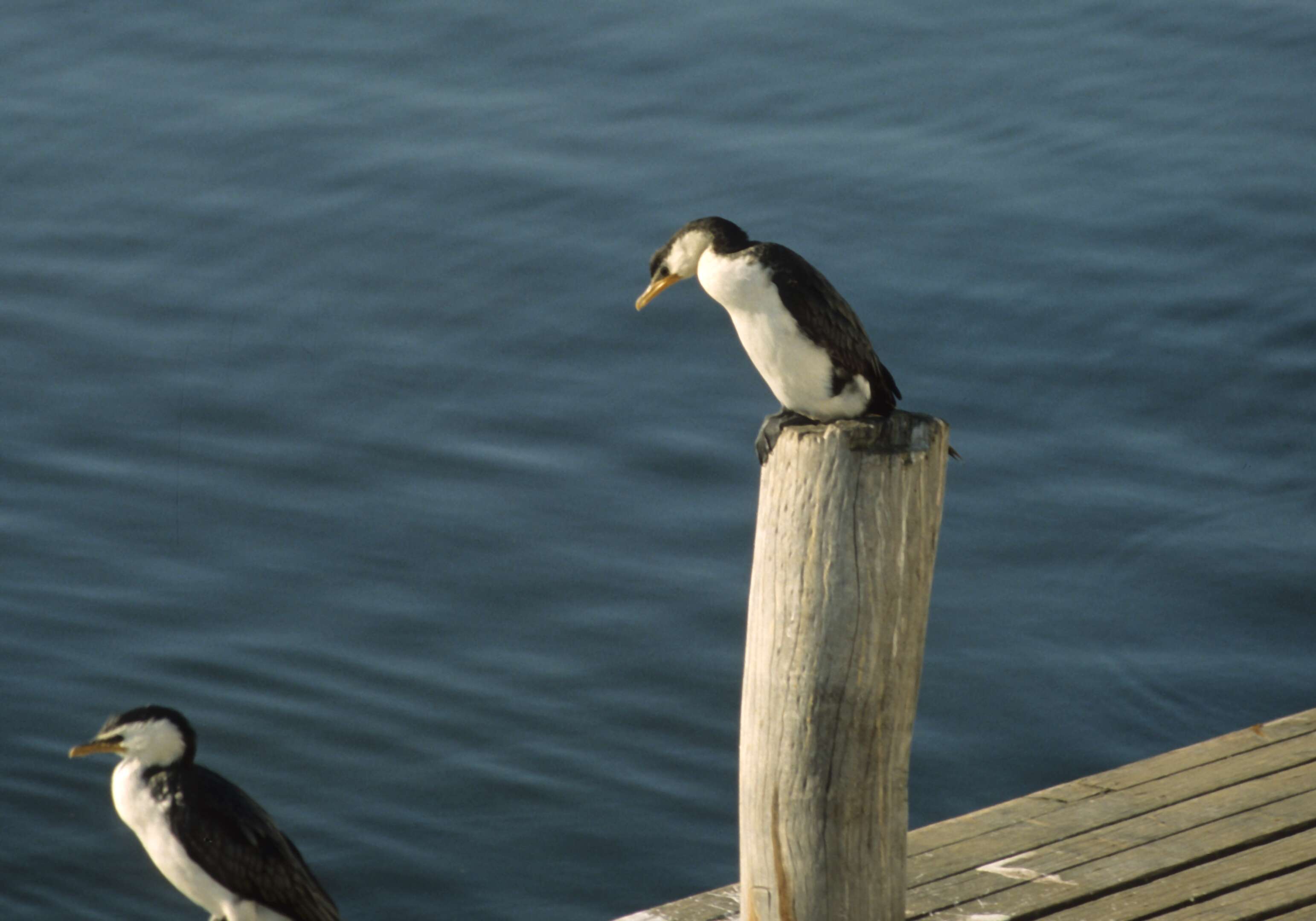 Image of Little Pied Cormorant