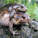 Image of Boreal Digging Frog