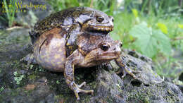 Image of Boreal Digging Frog