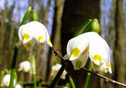 Image of Spring Snowflake