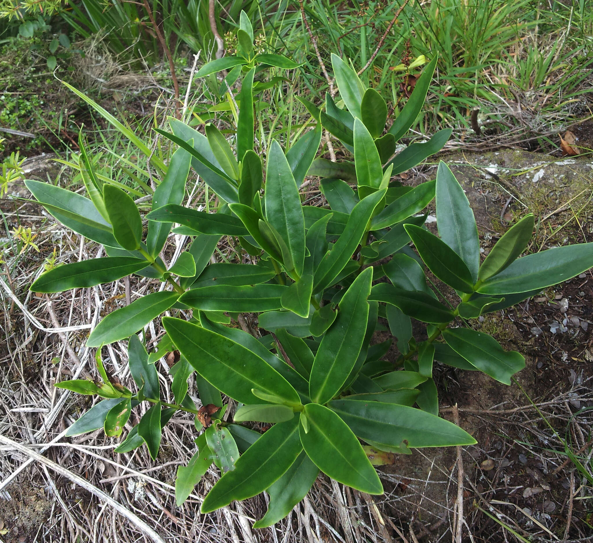 Image of Veronica saxicola (de Lange) Heenan