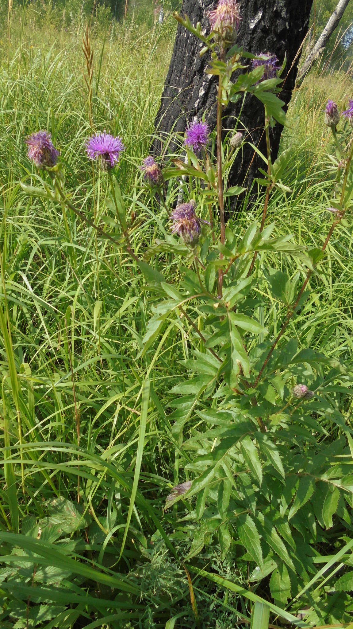 Image de Serratula coronata L.