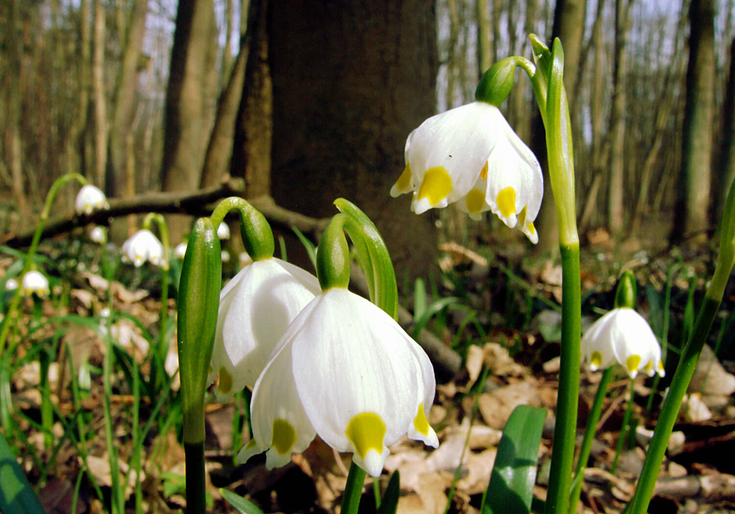 Image of Spring Snowflake