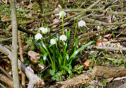 Image of Spring Snowflake