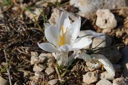 Image of Crocus weldenii Hoppe & Fürnr.