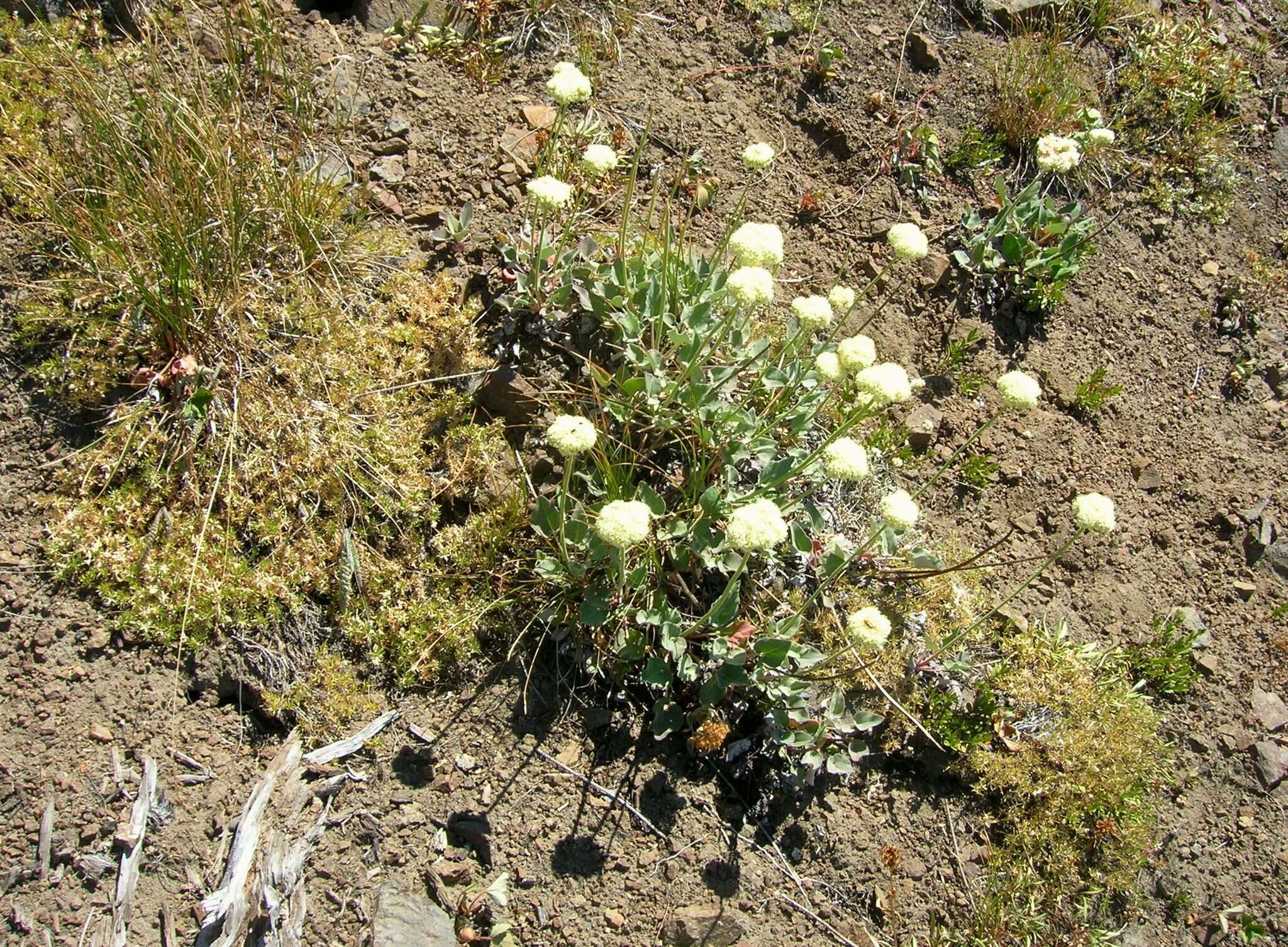 Imagem de Eriogonum compositum Dougl. ex Benth.