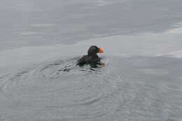 Image of Tufted Puffin