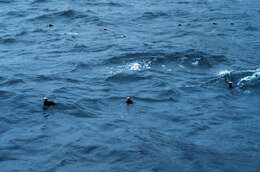 Image of Tufted Puffin