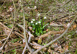 Image of Spring Snowflake