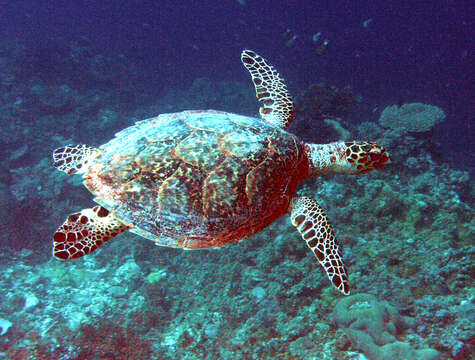 Image of Eretmochelys