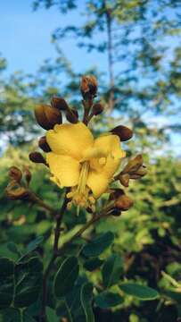 Image of <i>Cenostigma bracteosum</i>