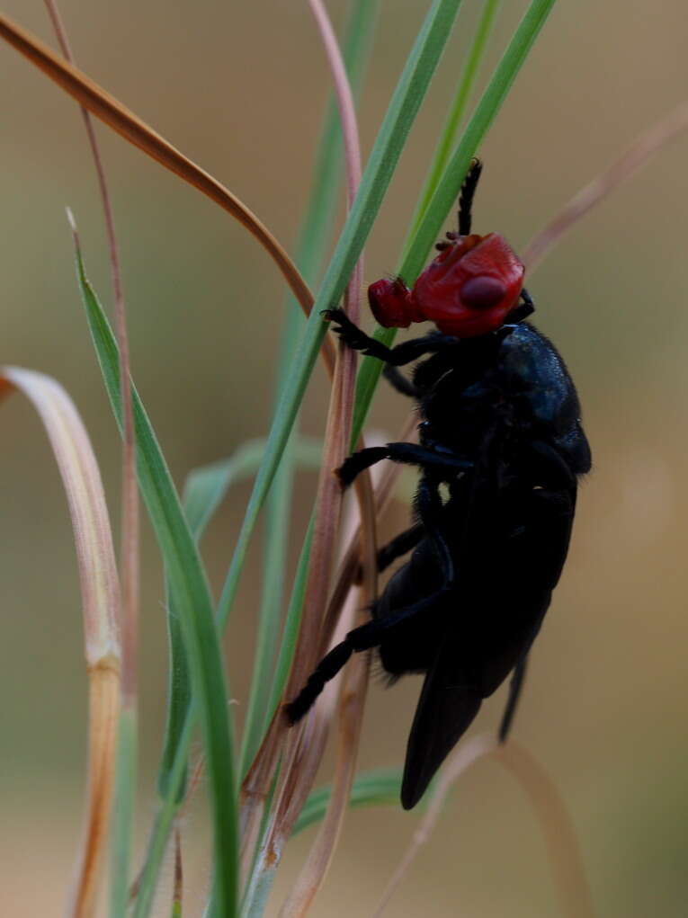 Image of Bromophila