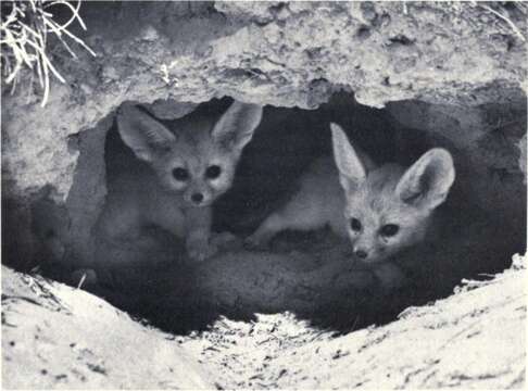 Image of Fennec Fox