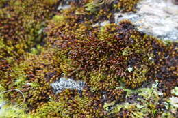 Image of Roth's andreaea moss