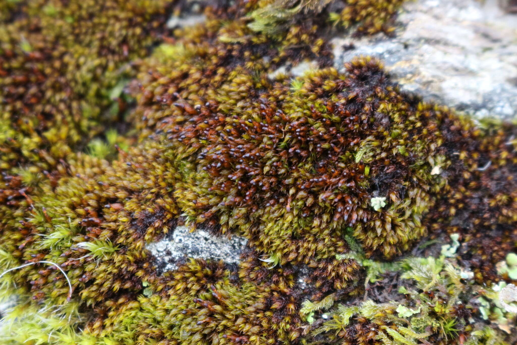 Image of Roth's andreaea moss