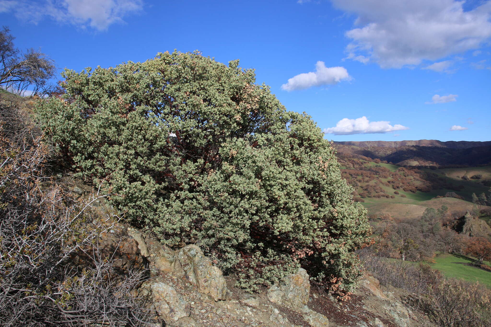 Arctostaphylos viscida subsp. pulchella (T. J. Howell) P. V. Wells resmi