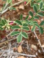 Indigofera ingrata N. E. Br.的圖片