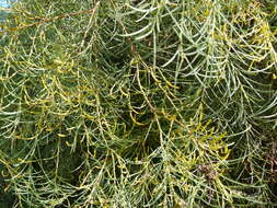 Image of broom wattle