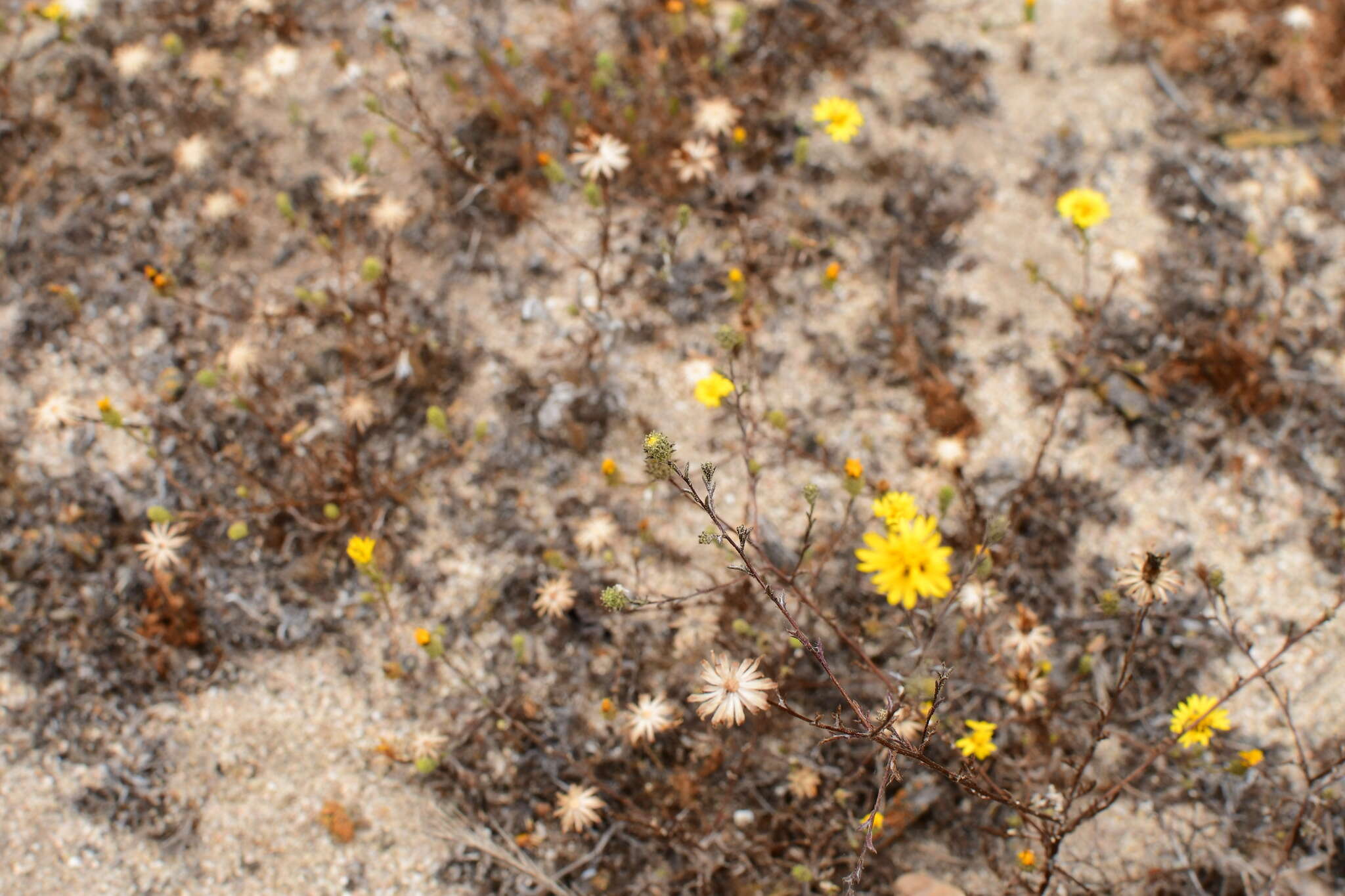 Plancia ëd Lessingia pectinata Greene