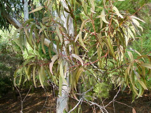 Imagem de Eucalyptus fasciculosa F. Müll.