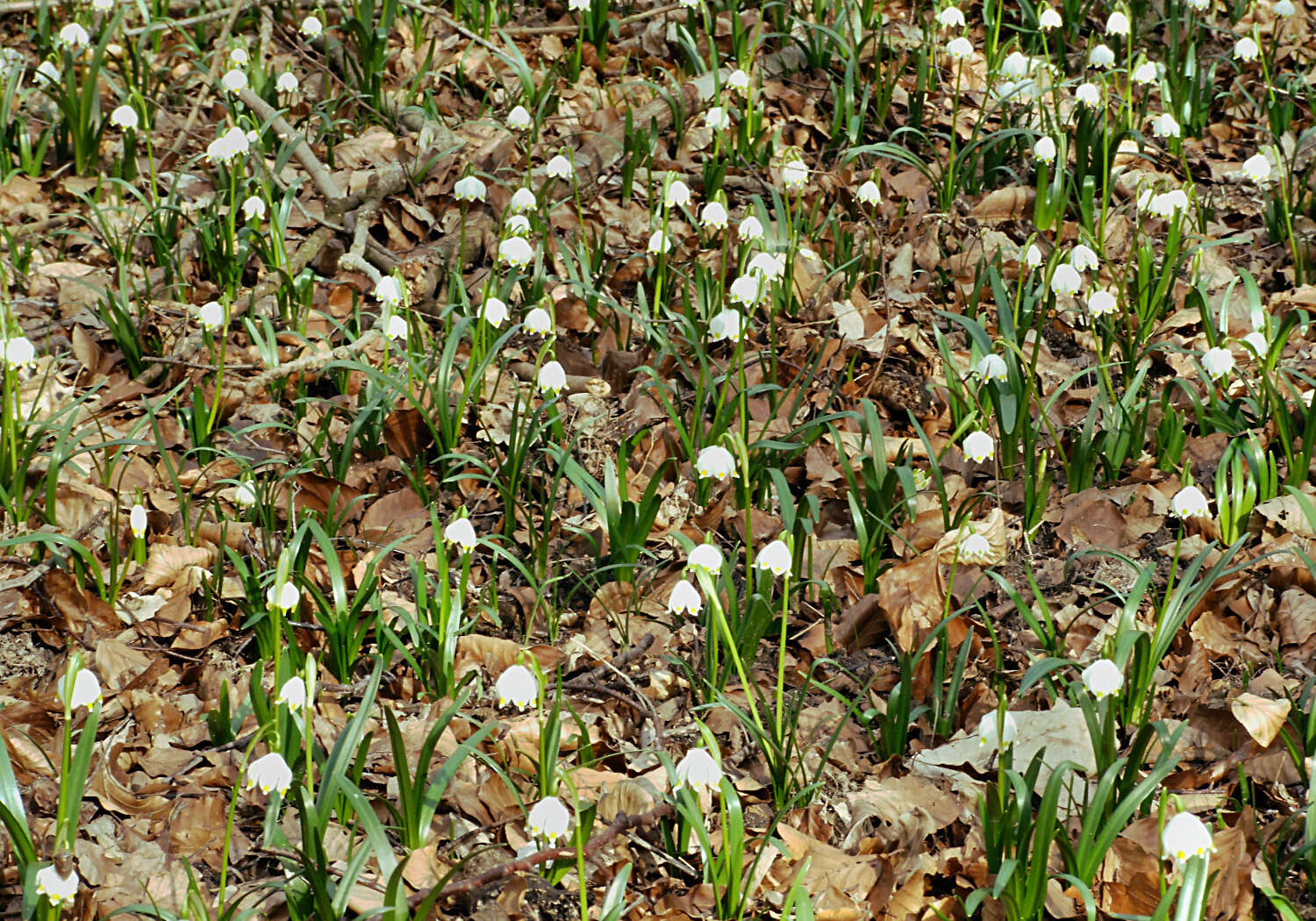 Image of Spring Snowflake