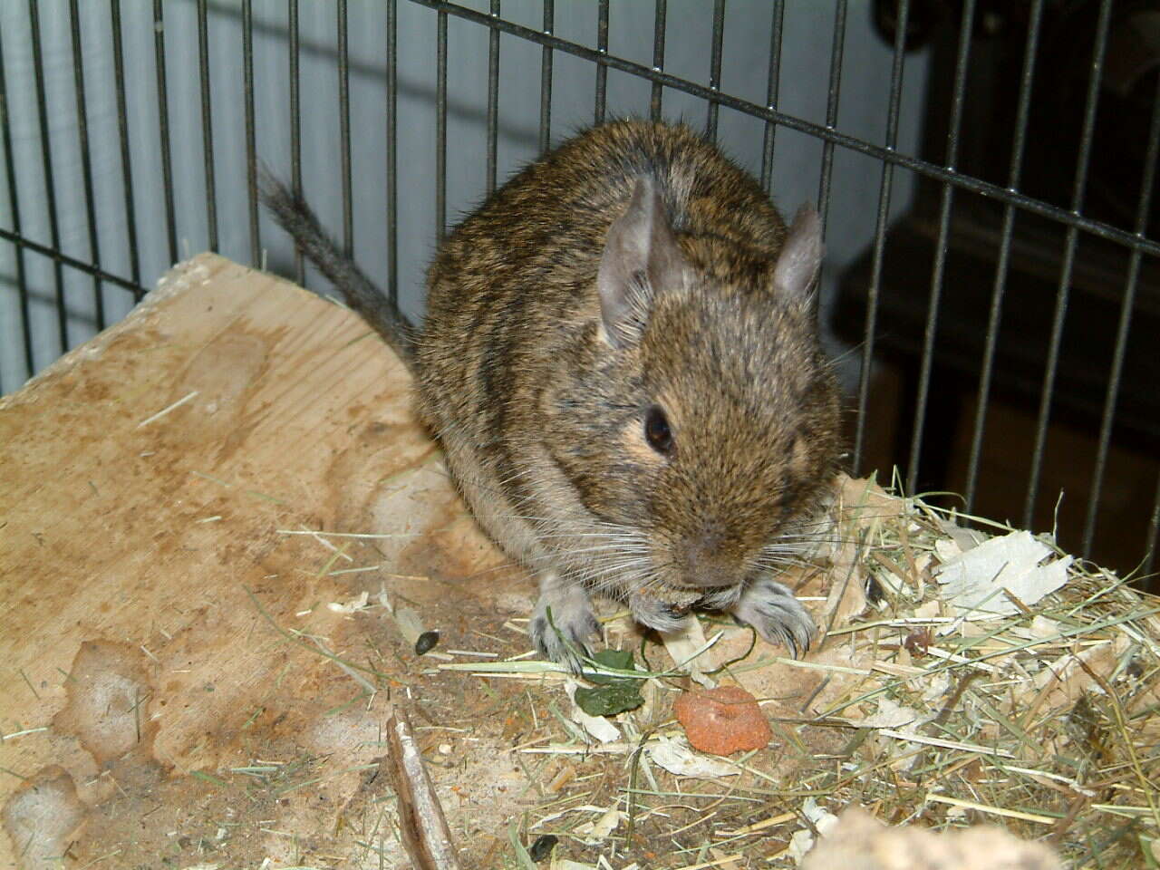 Image of degu