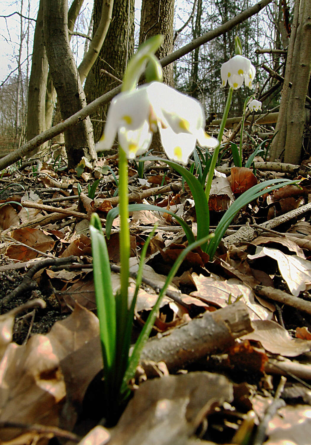 Image of Spring Snowflake