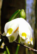 Image of Spring Snowflake