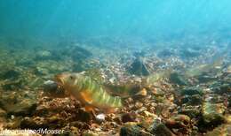 Image of Hornyhead Chub