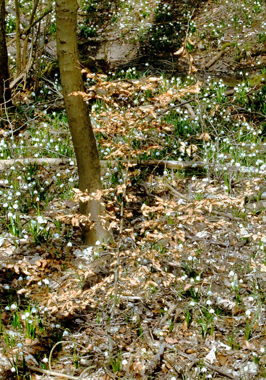 Image of Spring Snowflake