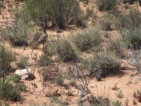 Image of Grey-winged Francolin