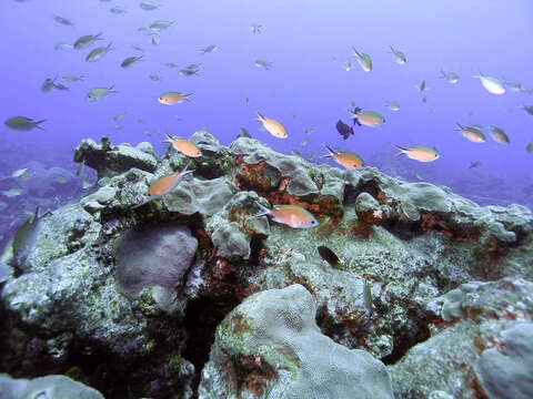 Image of Brown Chromis