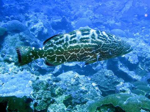 Image of Crossband Rockfish